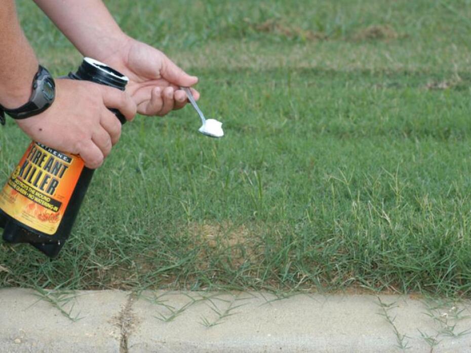 A person holds a canister of dry powder pesticide and a measuring spoon of powder over a fire ant mound.