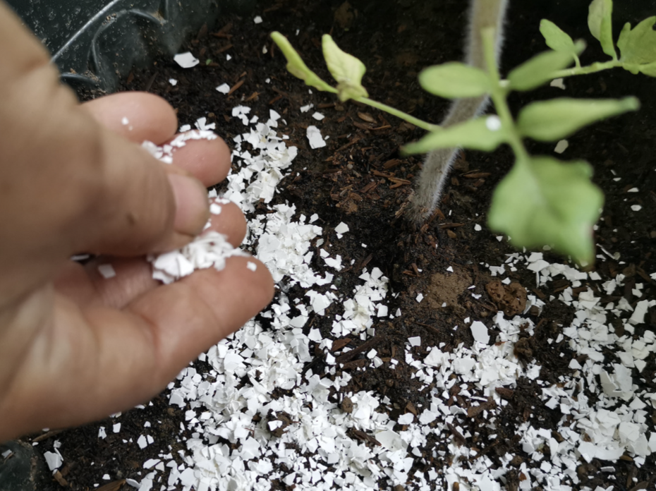 A hand sprinkles eggshells on garden soil
