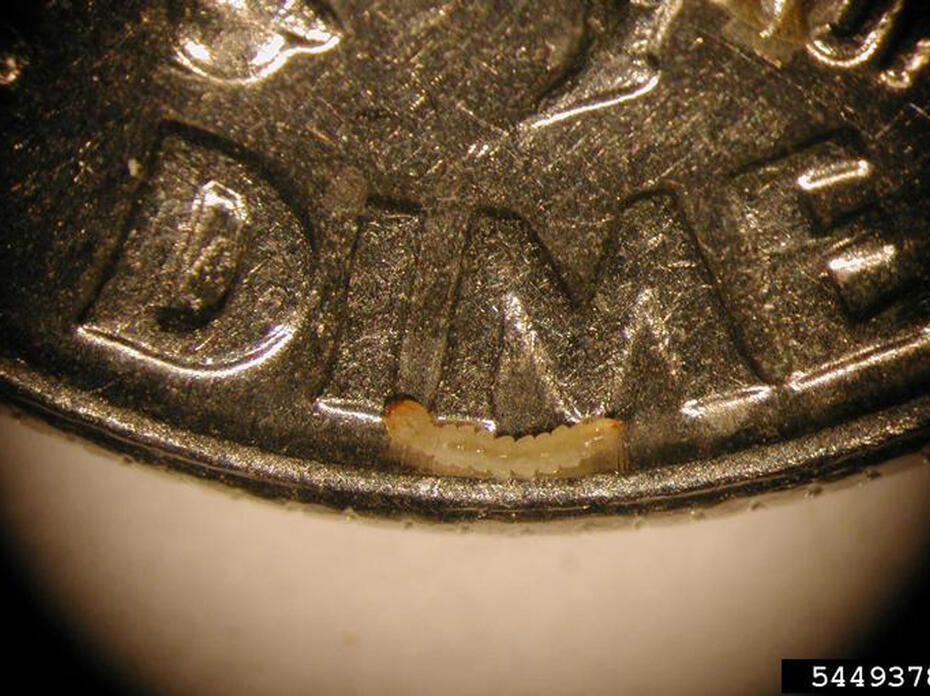 Emerald ash borer larva is shown on a dime.