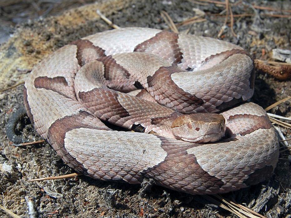A coiled copperhead snake looks at the camera.