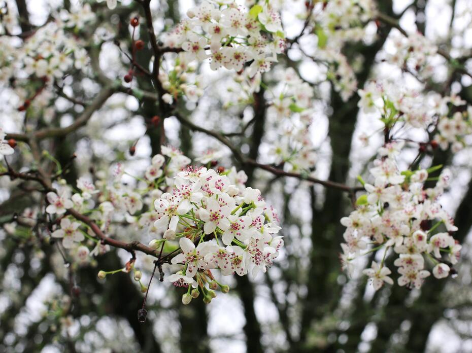 Bradford pear tree blooms