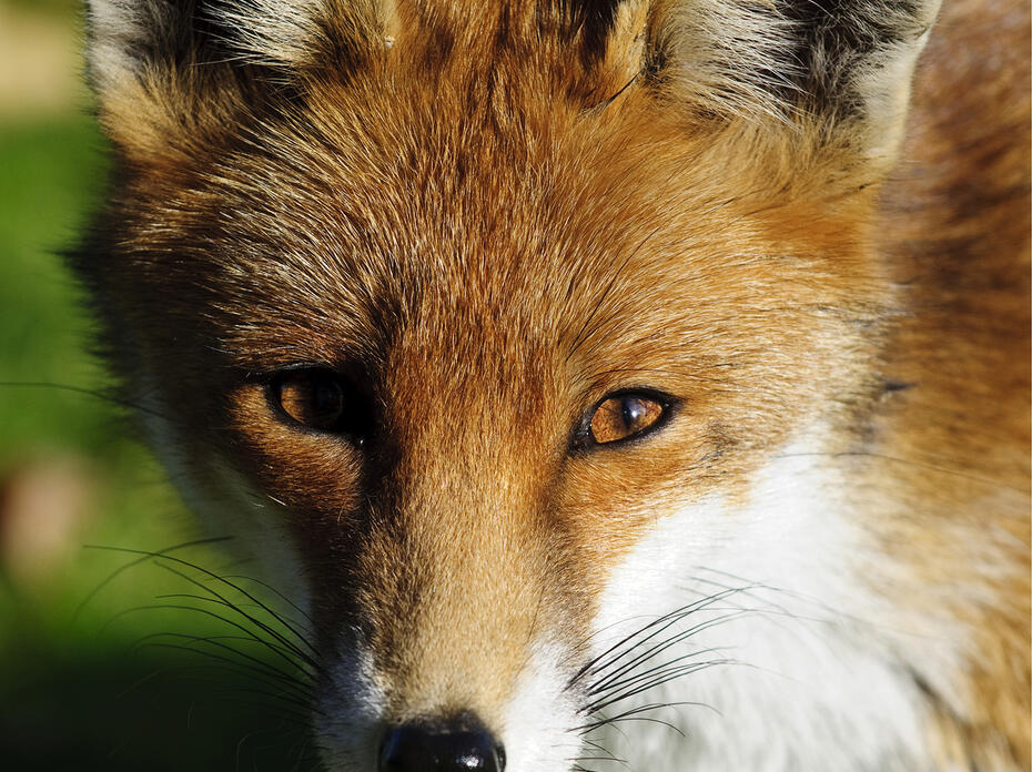 A red fox with a white neck.