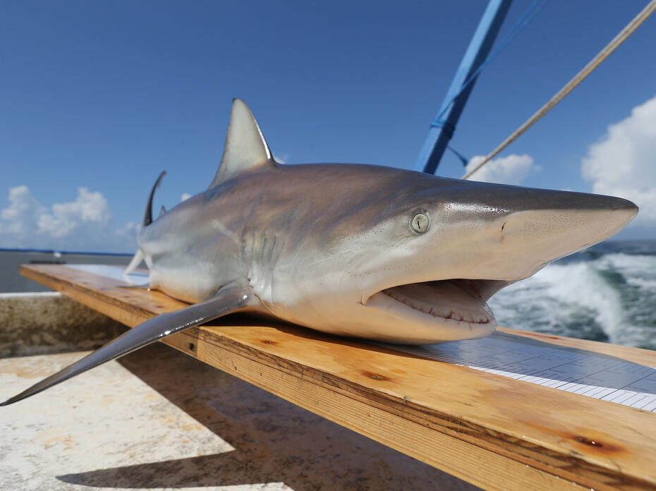 A gray shark with a white undercarriage and face sits atop a board on a boat.