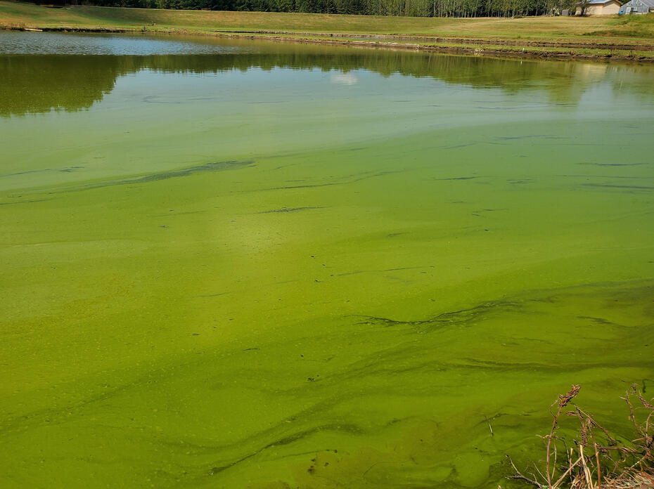 A pond with green film at the top.