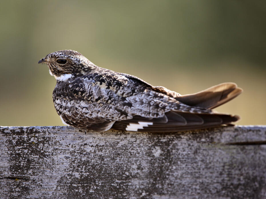 Common nighthawk resting on cross post