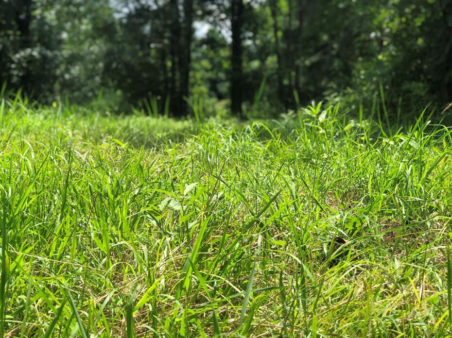 Tall grass grows in a field.