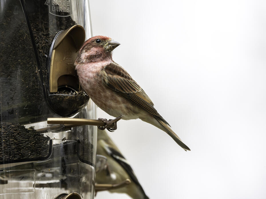 A bird eats seed from a feeder.