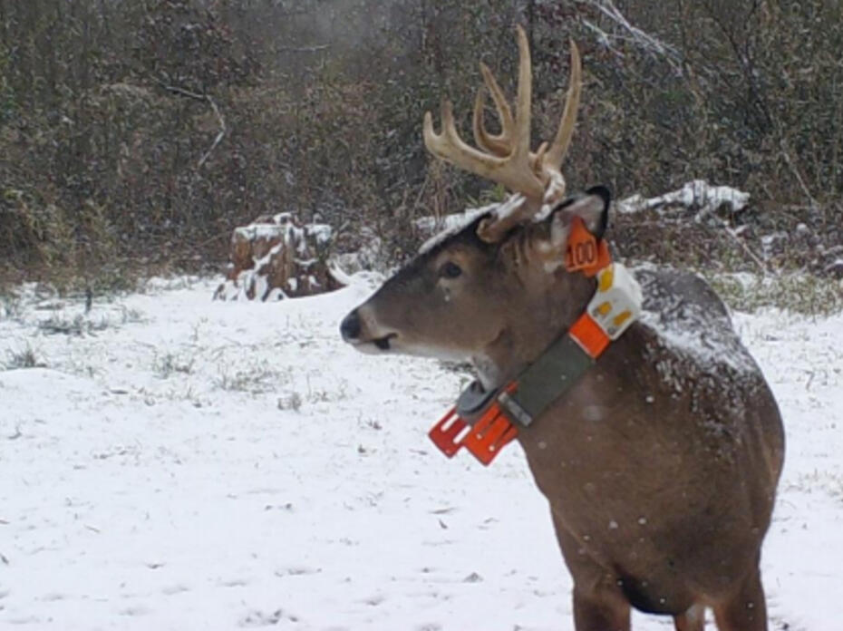 A deer with antlers standing in the snow.