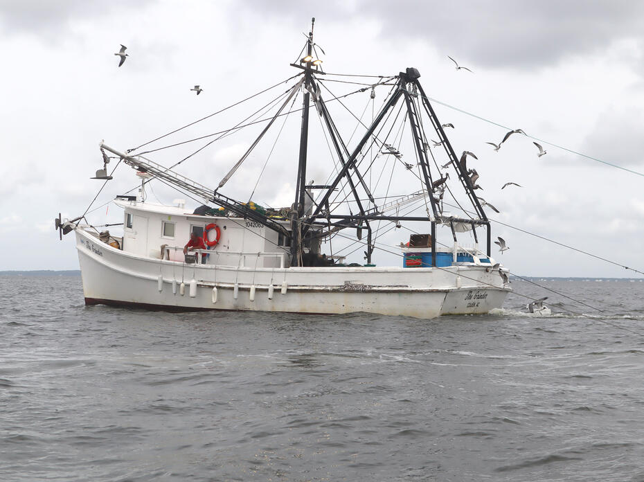Fishing vessel trawls multiple nets for shrimp.