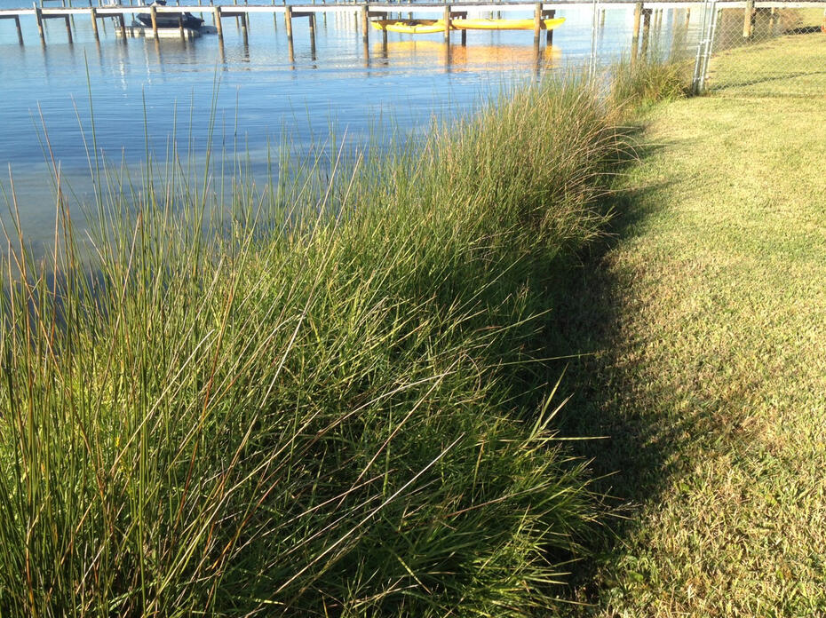 Tall grass protects water from invading dry land.