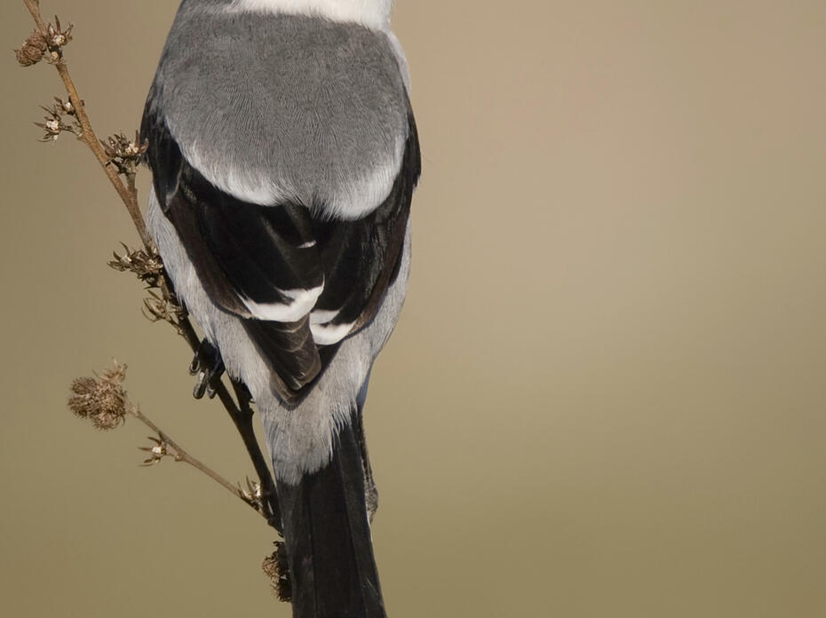 A bird with black and gray feathers perches on a stem.