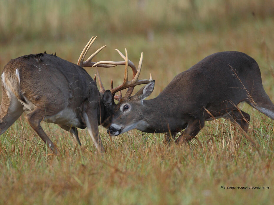 Two male deer locking horns