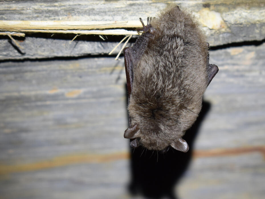 A Southeastern myotis bat roosts in a culvert. 