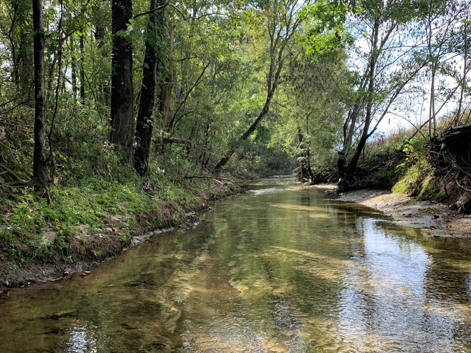 Creek with trees on the left providing shade and a steep bank on the right.