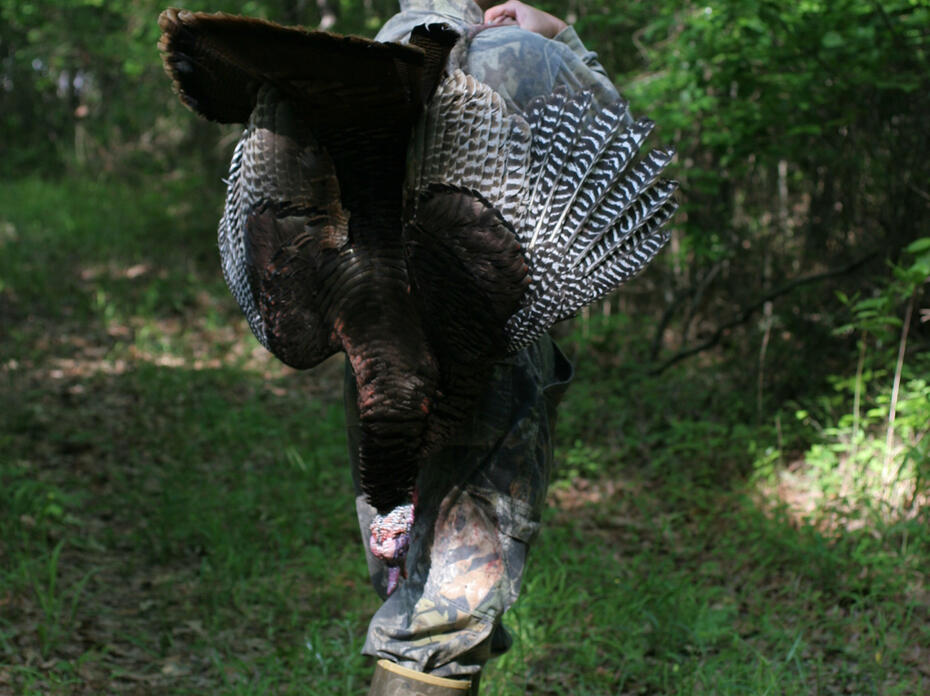 Hunter with harvested turkey on his back.