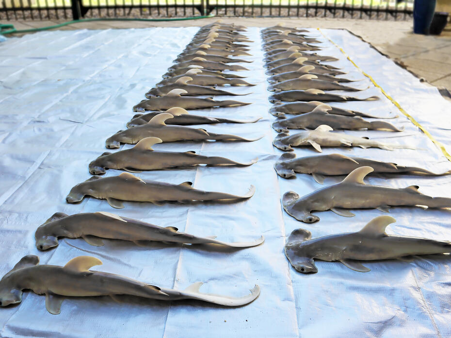 Two rows of deceased hammerhead baby sharks on top of a tarp
