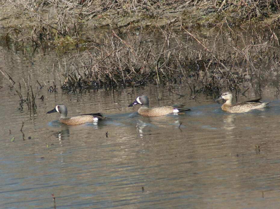 Three bright, colorful ducks in a pond.