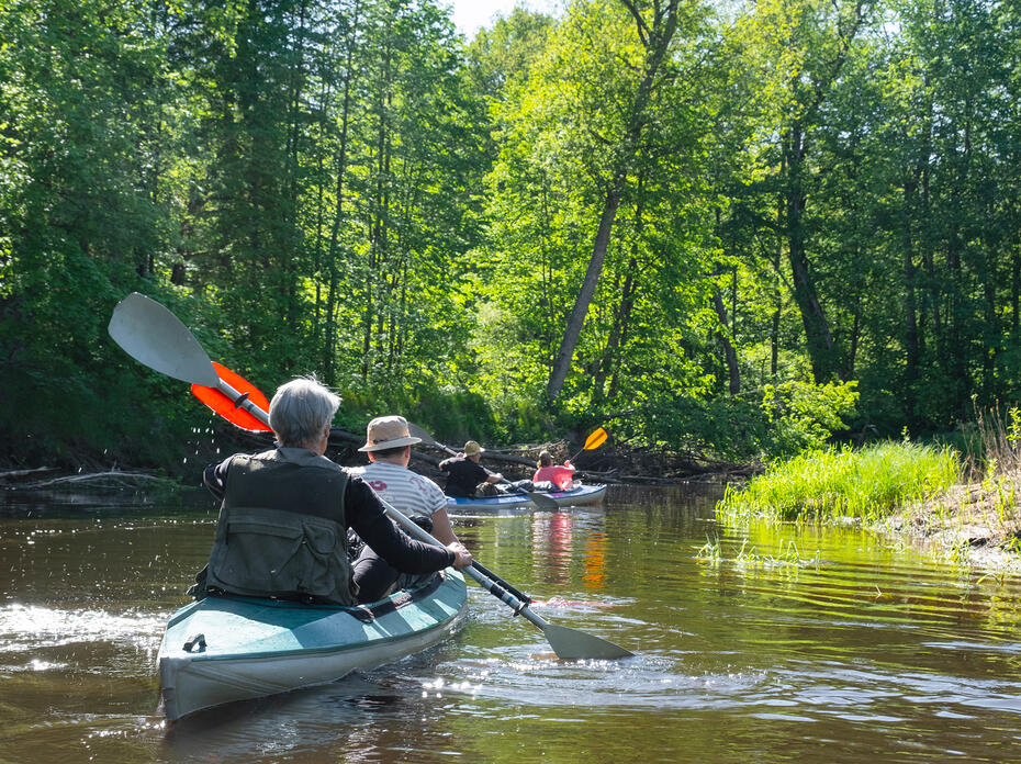 Two canoes are paddled down a small, forested stream.