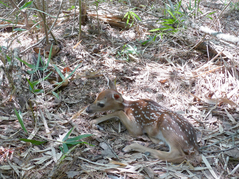 Brown baby fawn with white spots resting on a forest bed of leaves and pine needles.