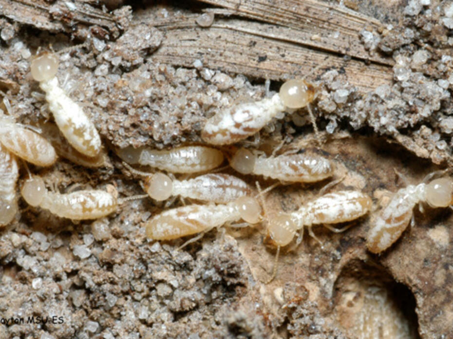 Several worker eastern subterranean termites eat a piece of dead wood. 