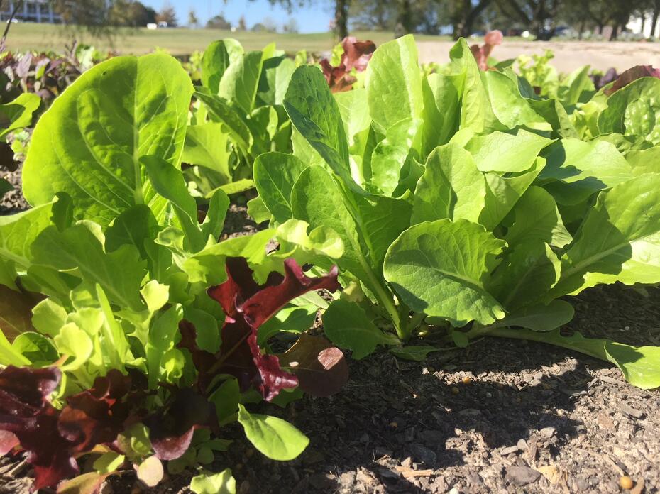 Several varieties of lettuces grow in a raised bed.  