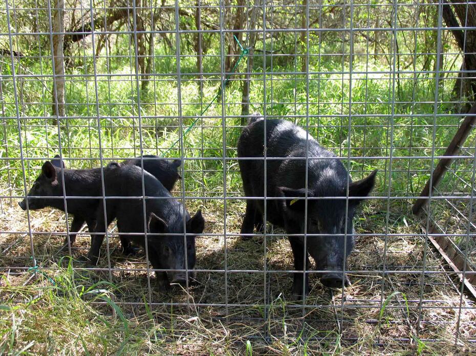 An adult wild hog and two piglets, all covered in coarse black hair, stand inside a wire-sided trap set in green grass on the edge of some woods.