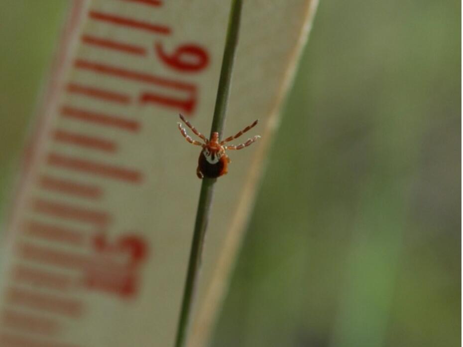 Gulf Coast Tick shown above ruler.
