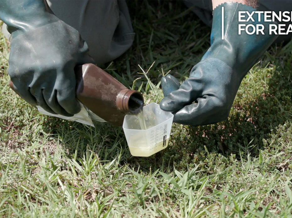 A close-up of gloved hands pouring a liquid drench pesticide into a measuring cup. 
