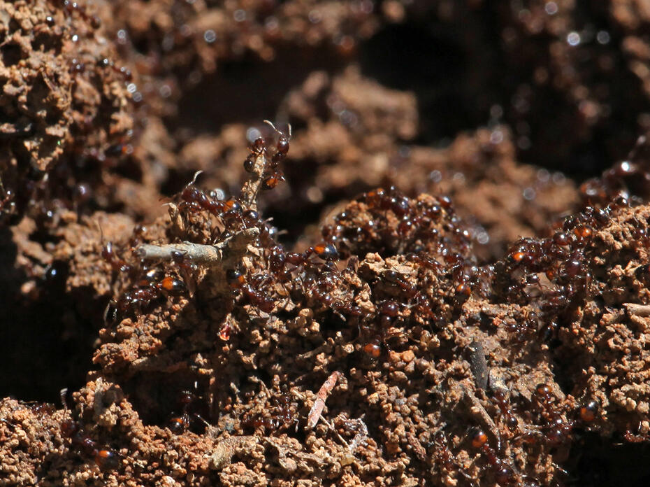 Invasive fire ants crawl over a mound of soil. (File photo by MSU Extension/Kat Lawrence)