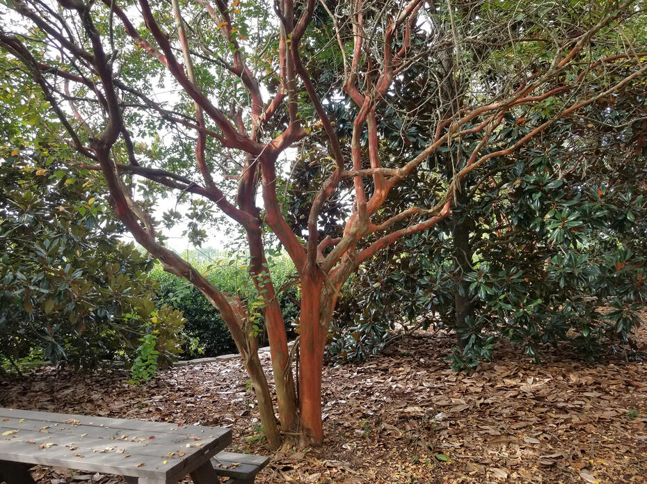 A small tree has numerous, light brown branches.