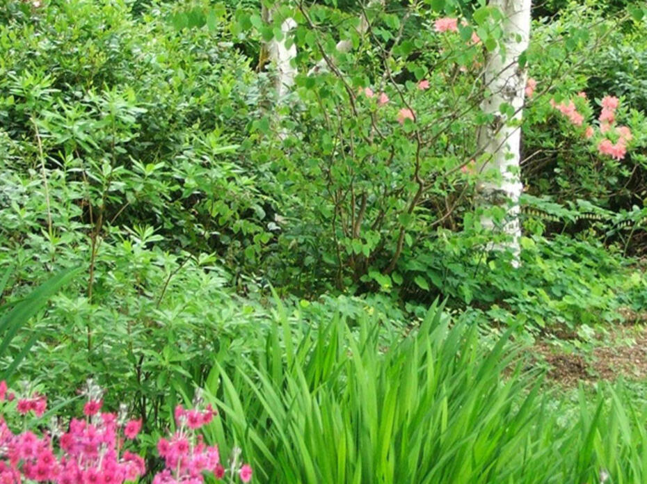 Lush green plants. 