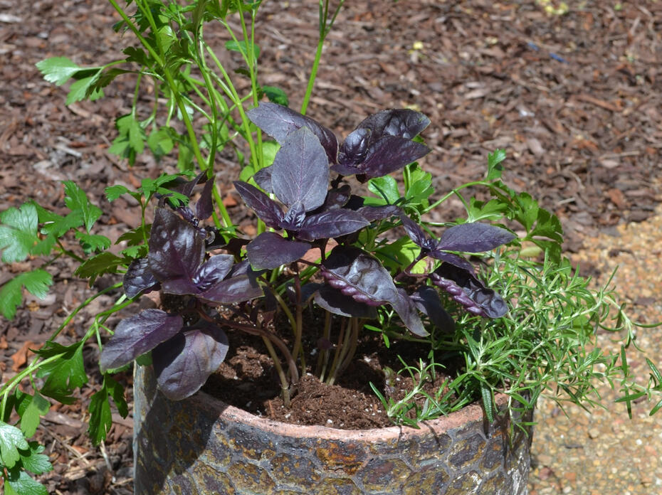Herb Container