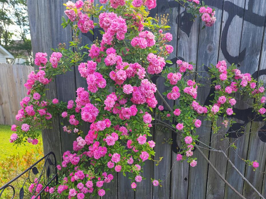 Pink roses
