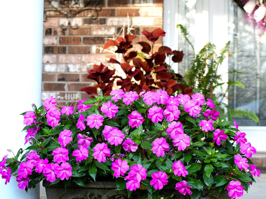 A combination container with pink impatiens and red and green coleus. 