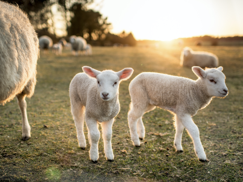 Two lambs stand along side a sheep in a pasture as the sun rises in the distance.