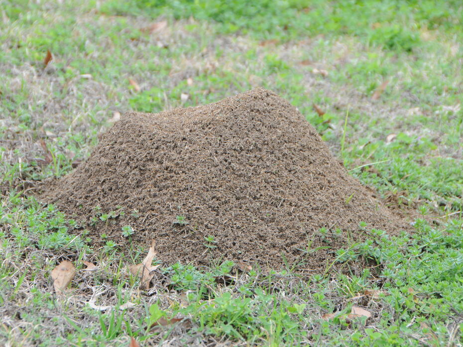 Fire ant mound