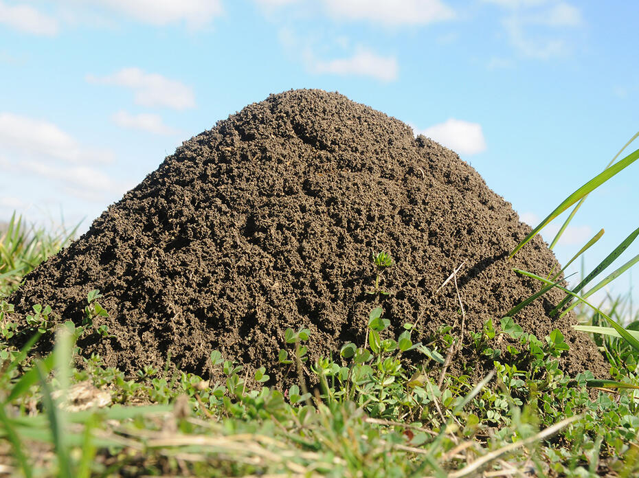 A close-up of a fire ant mound.
