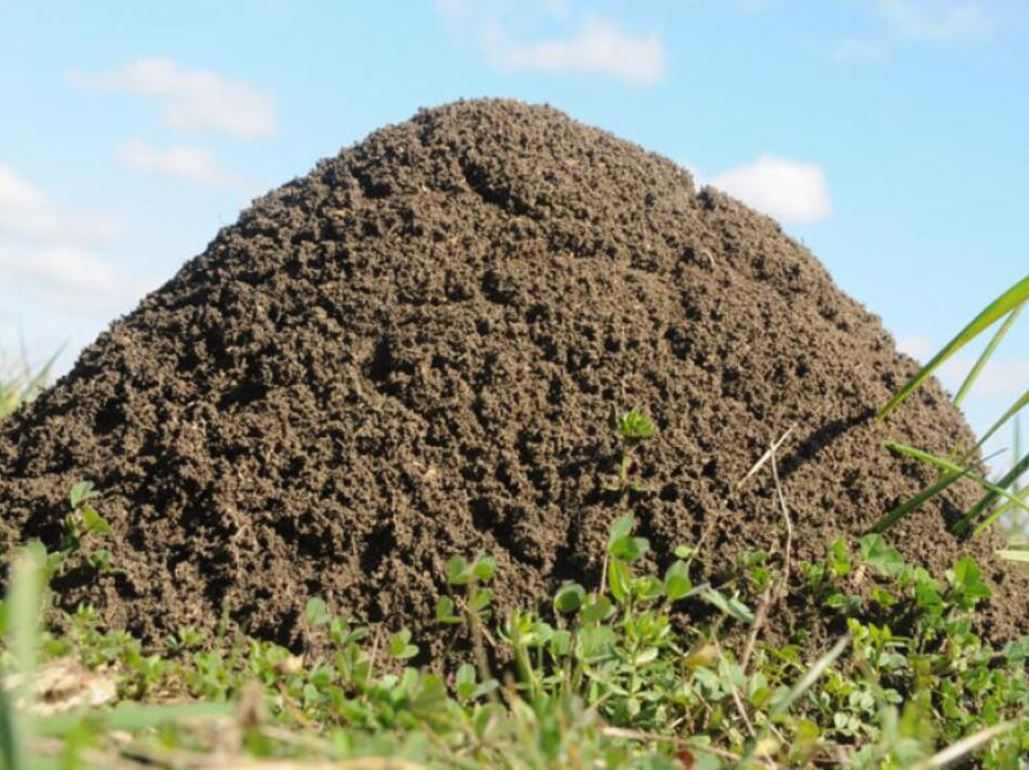 Close-up of a fire ant mound