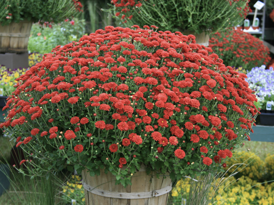 A large, red mum.