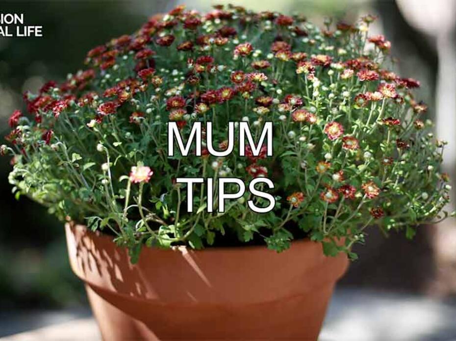 A mum with maroon budding flowers in a clay pot.