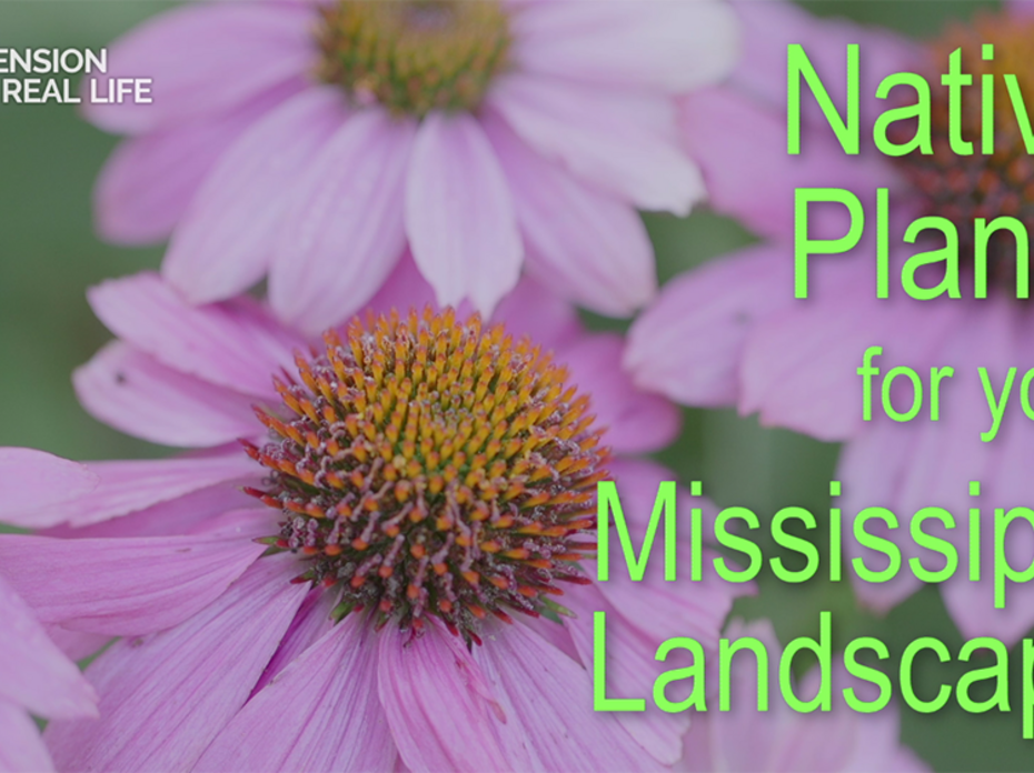 Pink coneflowers which are native to Mississippi.