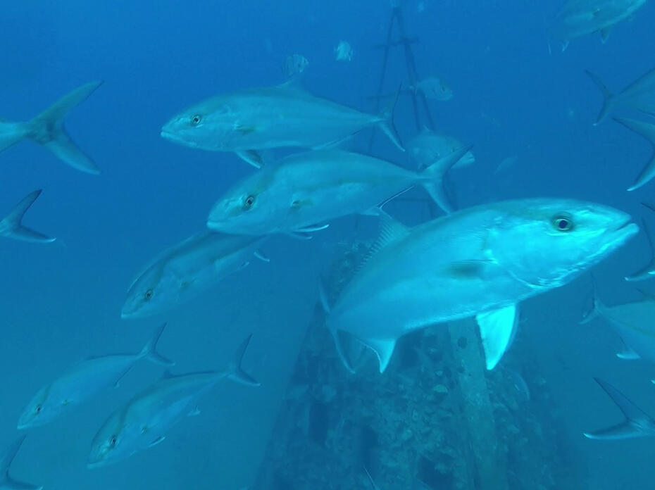Large, silver fish swim in blue water.