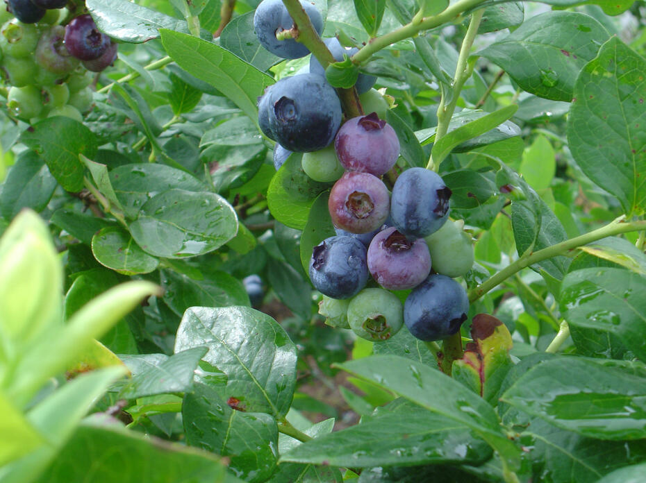 Blueberries grow on a bush.