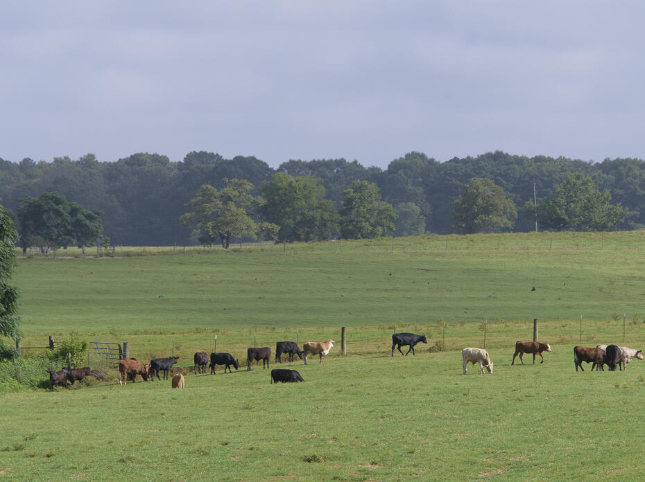 Cows graze in a field.