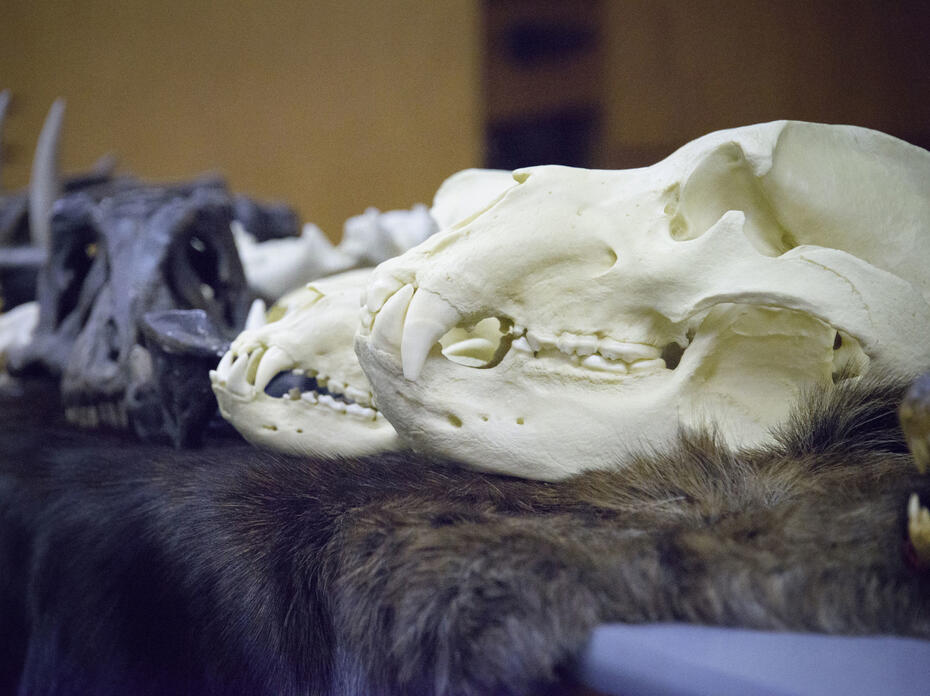 A row of white or black animal skulls.