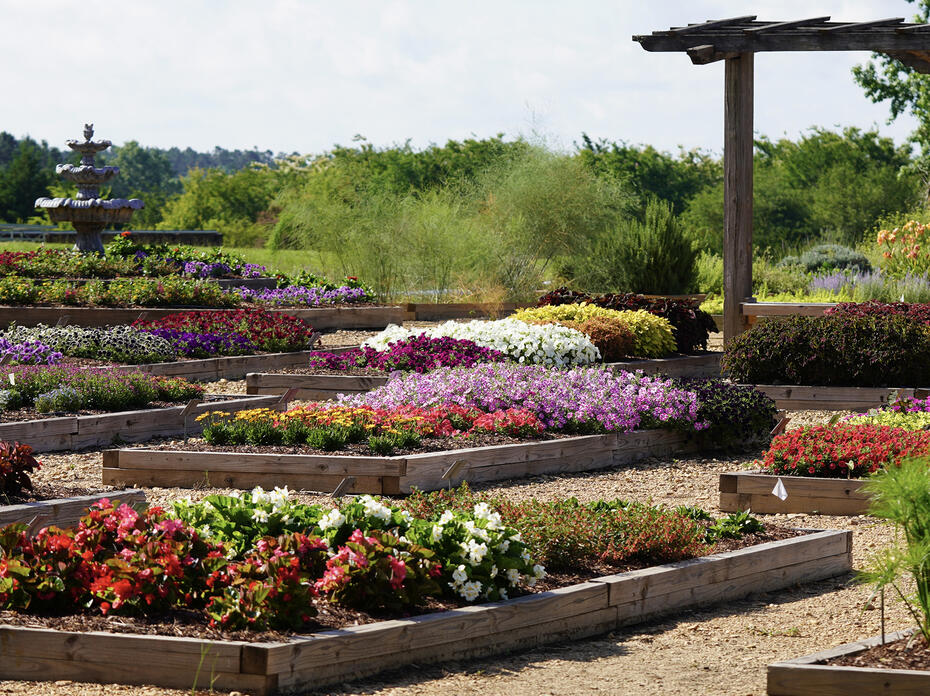 Trial gardens in bloom