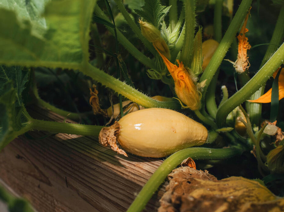 A squash sits in a garden.