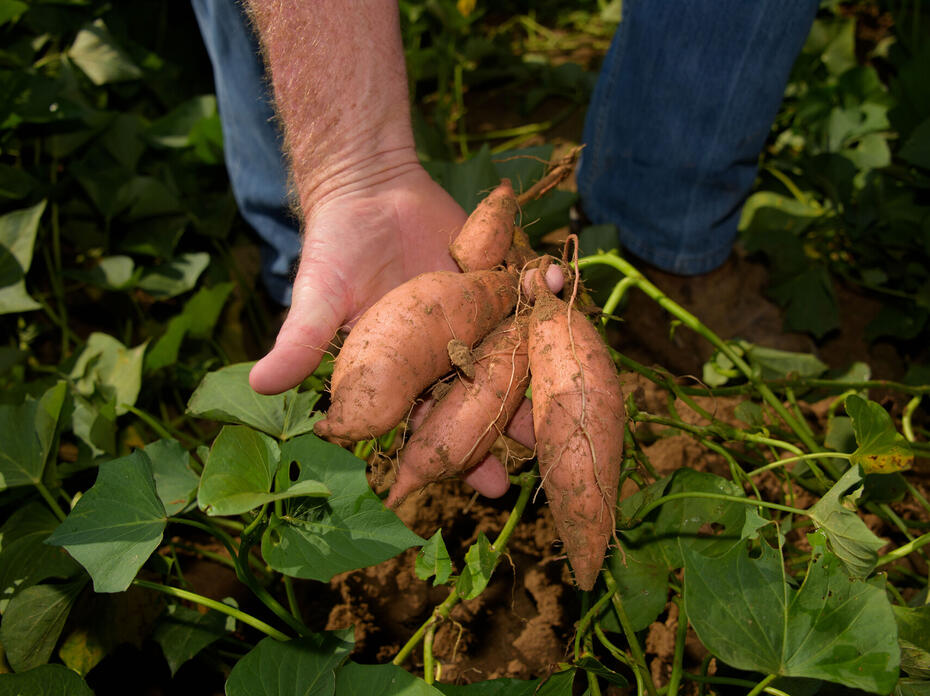 A hand holds sweet potatoes just lifted from the ground.