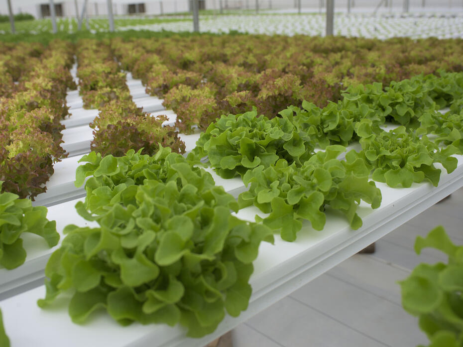 Rows of lettuce