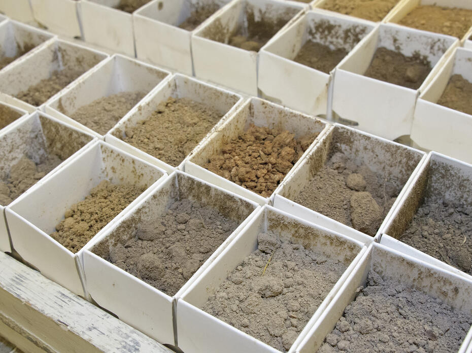 Boxes of soil are arranged in rows.